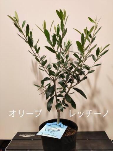 オリーブ レッチーノ の苗木観葉植物鉢植えシンボルツリー ずか 大森のその他の中古あげます 譲ります ジモティーで不用品の処分 オリーブ レッチーノ の苗木観葉植物鉢植えシンボルツリー ずか 大森のその他の中古あげます 譲ります ジモティーで不用品の処分