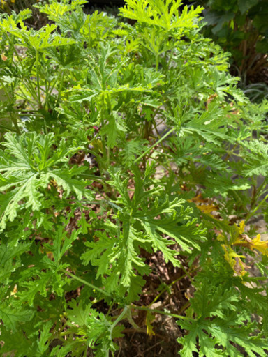 ローズゼラニウムの剪定枝本日中に バラちゃん ひばりヶ丘のその他の中古あげます 譲ります ジモティーで不用品の処分