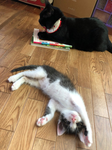 とにかく可愛い子猫生後1ヶ月 Morotaka 足立の猫の里親募集 ジモティー