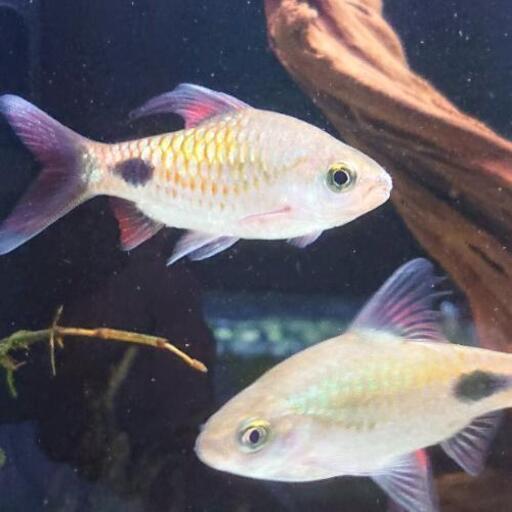 棚整理のため特価6匹セット プンティウス フィラメントスス バルブ フィラメントサス中型魚大型魚 ジモティーアクア 枚方市のその他の中古あげます 譲ります ジモティーで不用品の処分 棚整理のため特価6匹セット プンティウス フィラメントスス バルブ フィラメントサス中型魚大型魚 ジモティーアクア 枚方市のその他の中古あげます 譲ります ジモティーで不用品の処分