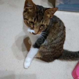 埼玉県 加須市の猫の里親募集 ジモティー