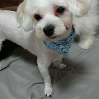 茨城県のその他 犬 の里親募集 ジモティー 茨城県のその他 犬 の里親募集 ジモティー