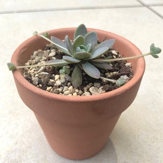 多肉植物　子持ち蓮華