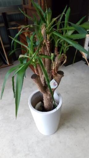 【ご相談中】【中古品】ユッカ植木鉢