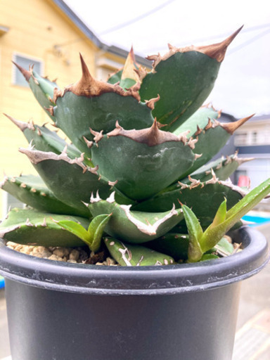 11月末までアガベチタノタfo 76ドワーフ マクロアカンサ子株 さんちゃん 東林間のその他の中古あげます 譲ります ジモティーで不用品の処分