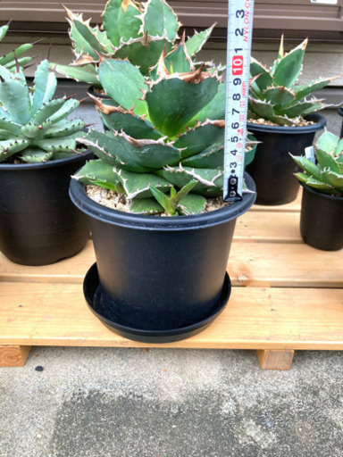 11月末までアガベチタノタfo 76ドワーフ マクロアカンサ子株 さんちゃん 東林間のその他の中古あげます 譲ります ジモティーで不用品の処分