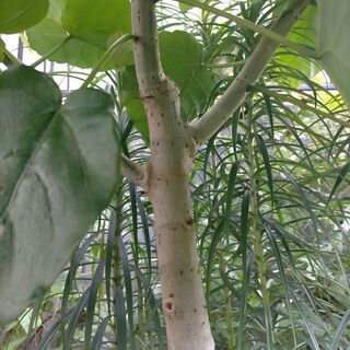 ゴムの木 フィカス ウンベラータ　高さ170cm 幅160cmゴムの木 ゴムの木 フィカス ウンベラータ 高さ170cm 幅160cmゴムの木