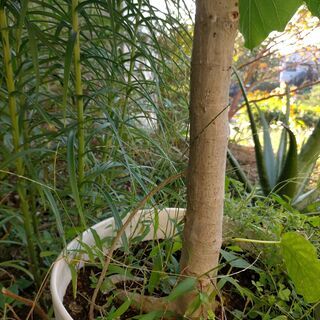 ゴムの木 フィカス ウンベラータ 高さ170cm 幅160cmゴムの木