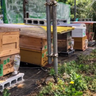 調布市深大寺周辺で蜜蜂の巣箱を置かせてもらえる場所を探してます