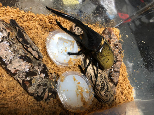 あげます複数購入可 バークチップ園芸やカブトクワガタ飼育等に ぽん 聖蹟桜ヶ丘のその他の中古あげます 譲ります ジモティーで不用品の処分