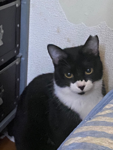 エイズキャリアですがまだ2歳半の黒白ベタ慣れさん ねこサポートライフ 人丸前の猫の里親募集 ジモティー エイズキャリアですがまだ2歳半の黒白ベタ慣れさん ねこサポートライフ 人丸前の猫の里親募集 ジモティー