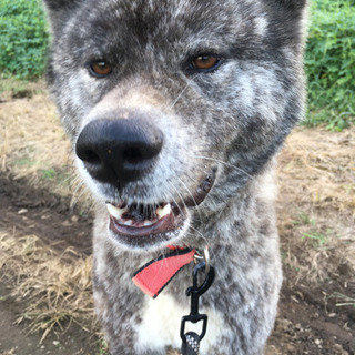 秋田犬です。