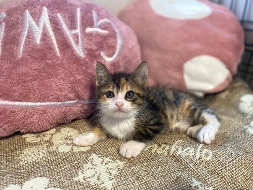 第３回島忠ホームズ尼崎店わんにゃん譲渡会 保護猫カフェふみふみ 尼崎センタープール前の地域 お祭りのイベント参加者募集 無料掲載の掲示板 ジモティー