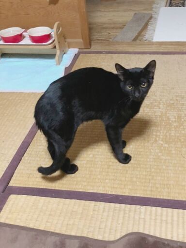 生後7ヶ月くらいのサビ 黒猫兄妹 Chobi7 泉南の猫の里親募集 ジモティー 生後7ヶ月くらいのサビ 黒猫兄妹 Chobi7 泉南の猫の里親募集 ジモティー