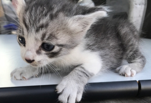 かわいい子猫です 玉野市 Eiichik 八浜の猫の里親募集 ジモティー