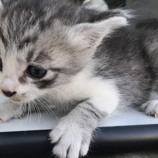 かわいい子猫です！玉野市