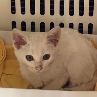 白♀子猫8月生まれ至急です。私の持病の悪化もあり先住猫との折り合...