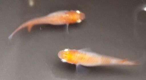 赤と白の２色の更紗になっている紅白更紗めだかの卵１５個 A４回目 １名様限り かわさきじいじ 大倉山のその他の中古あげます 譲ります ジモティーで不用品の処分