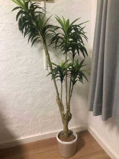 ニトリフェイク観葉植物 鉢付き たかぼん 国頭の家具の中古あげます 譲ります ジモティーで不用品の処分