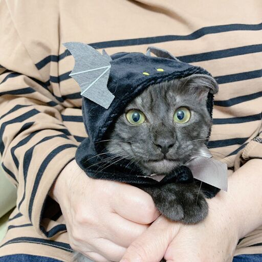 犬と仲良し ぜんいつ君 ねこクラブたま 西神中央の猫の里親募集 ジモティー