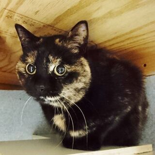 埼玉県の猫の里親募集 ジモティー