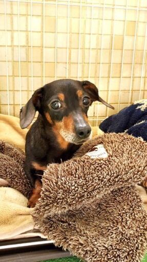 緊急🆘️乳腺腫瘍があるダックスフンド (riri-ann) 大村のその他の里親 
