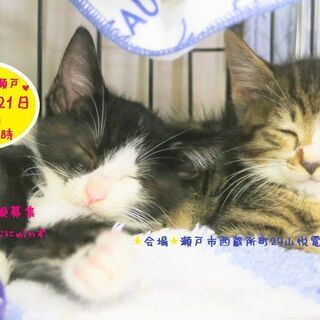 猫の譲渡会 IN 瀬戸 ～ ちーむにゃいんず ２０２０年１１月７日＆２１日開催の画像