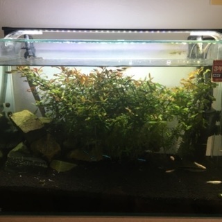 水槽セット メダカ他【お取引き中】 水槽セット メダカ他【お取引き中】