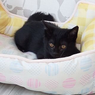 【里親さま決定★】激かわ♥生後3ヶ月半くらいの黒猫くん♂🎃💜 − 千葉県