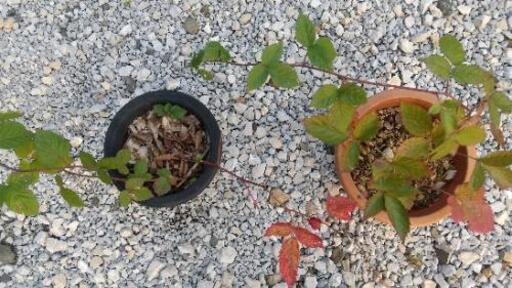 ブラックベリー トゲ無し トリプルクラウン 挿し木苗 kh 河毛のその他の中古あげます 譲ります ジモティーで不用品の処分 ブラックベリー トゲ無し トリプルクラウン 挿し木苗 kh 河毛のその他の中古あげます 譲ります ジモティーで不用品の処分