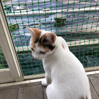 三毛猫 メス 　５ヶ月～半年（再募集） − 滋賀県