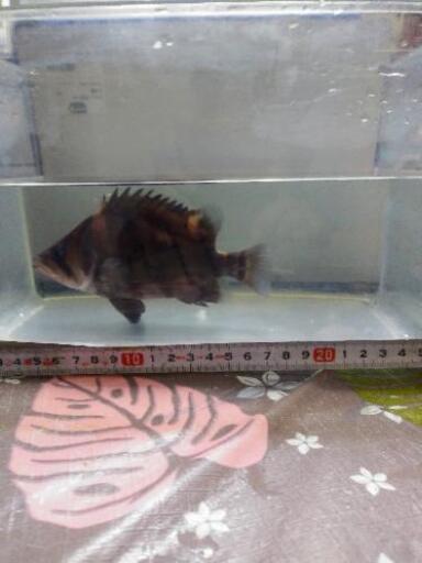 ダトニオプラスワン、人工飼料食べます、取り引き進行中、今後もお値打ち価格で出品します