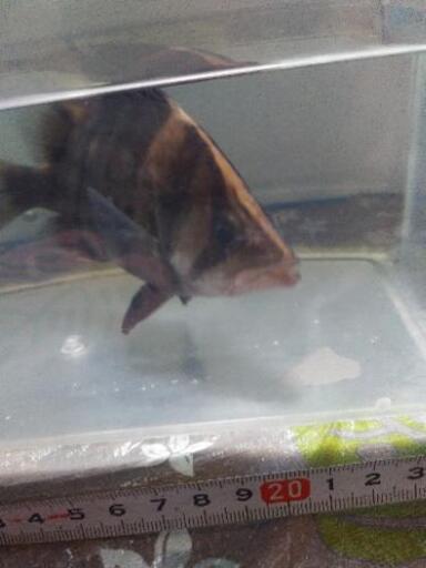 ダトニオプラスワン、人工飼料食べます、取り引き進行中、今後も