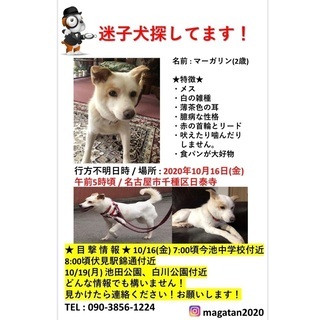 名古屋迷子犬探しています