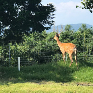 秦野カントリー会員券
