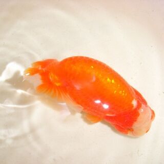 金魚--ランチュウ１７センチ