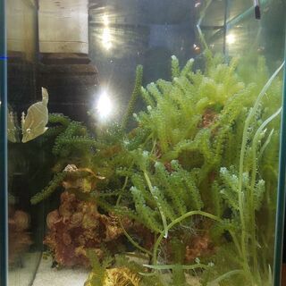 中古海ぶどうが無料 格安で買える ジモティー 中古海ぶどうが無料 格安で買える ジモティー