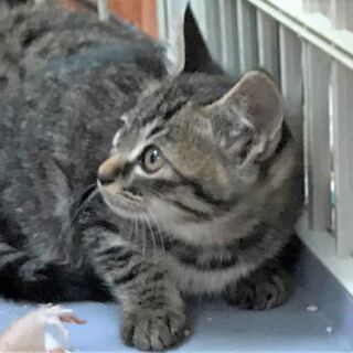 子猫キジ1.5ヵ月
