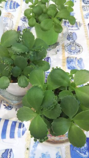 観葉植物 多肉植物 マザーリーフ鉢植え Minori 杉並のその他の中古あげます 譲ります ジモティーで不用品の処分