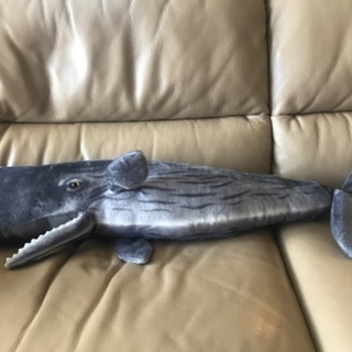 大きめマッコウクジラのぬいぐるみ