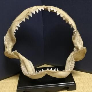 【ネット決済・配送可】サメの歯