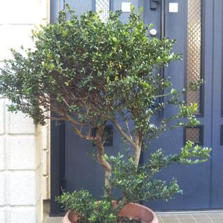 植物 庭木 ツゲ鉢植え Minori 杉並のその他の中古あげます 譲ります ジモティーで不用品の処分 植物 庭木 ツゲ鉢植え Minori 杉並のその他の中古あげます 譲ります ジモティーで不用品の処分