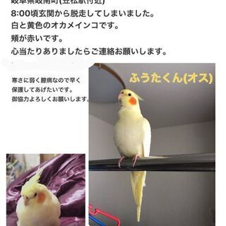 オカメインコのふうたを探しています