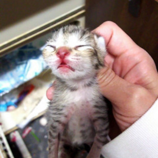 大阪府のネコちゃん 里親募集 ジモティー