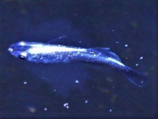 めだか　ドラゴンブルー　♂1♀2　３匹セット