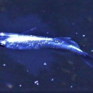 めだか　ドラゴンブルー　♂1♀2　３匹セット