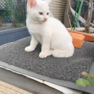 白猫ちゃんの里親募集 みーたろう 千葉寺の猫の里親募集 ジモティー