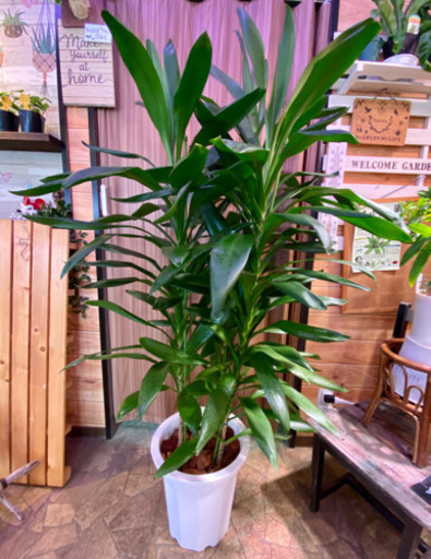 大型観葉植物ドラセナ グローカル10号 葉っぱ屋 Crea 板宿のその他の中古あげます 譲ります ジモティーで不用品の処分 大型観葉植物ドラセナ グローカル10号 葉っぱ屋 Crea 板宿のその他の中古あげます 譲ります ジモティーで不用品の処分