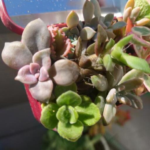 取引中 多肉植物寄植え レッド もこ 萱町六丁目のその他の中古あげます 譲ります ジモティーで不用品の処分