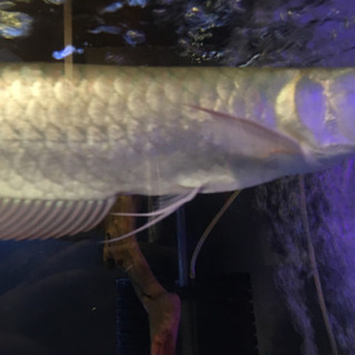 セミプラチナシルバーアロワナ